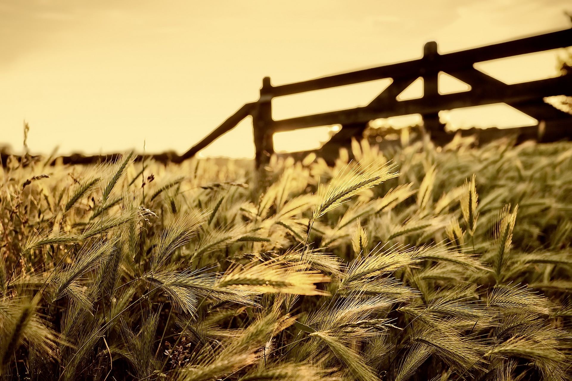 Nature Wheat HD Wallpaper | Background Image