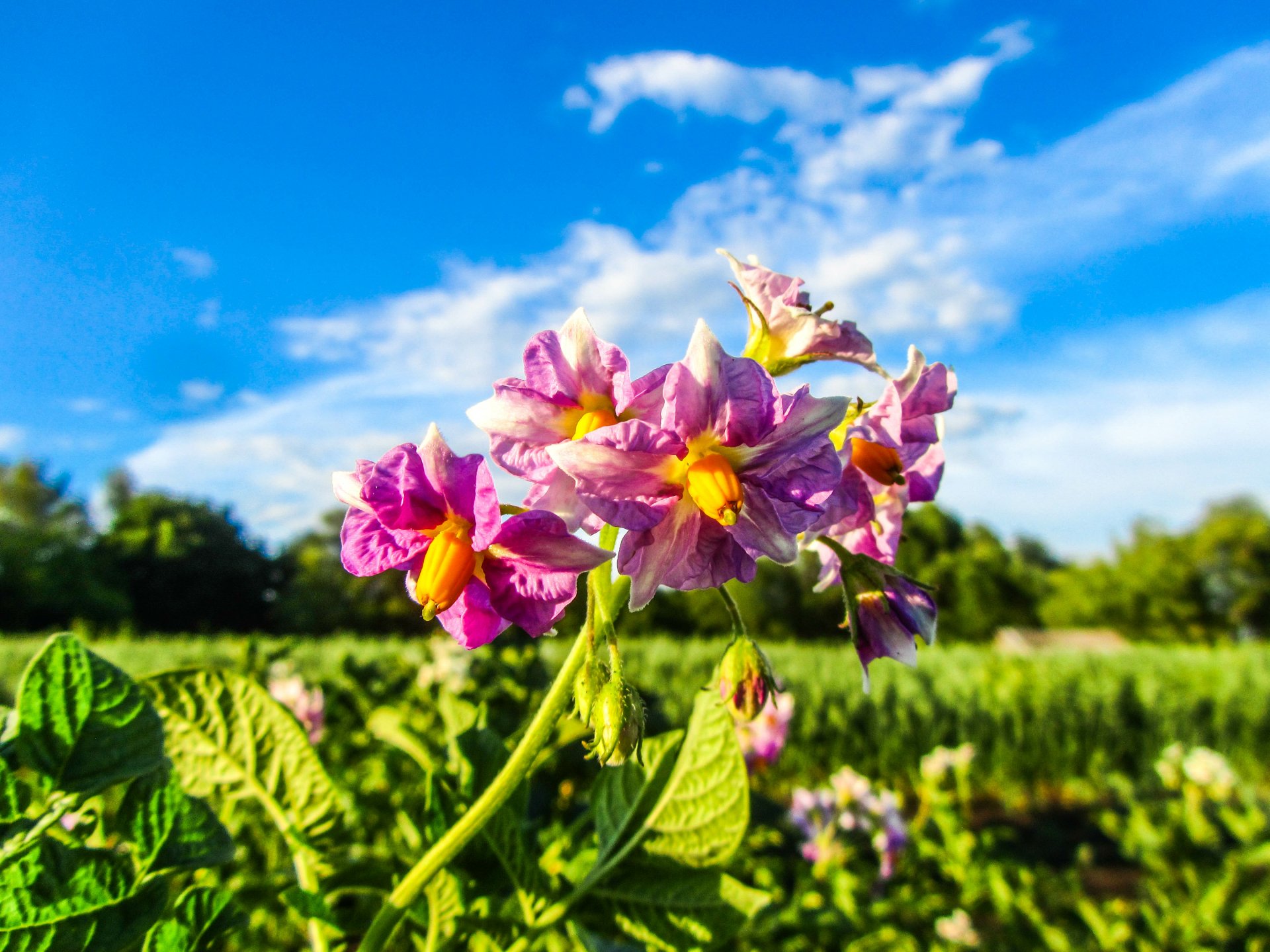 Download Nature Flower 4k Ultra HD Wallpaper by Vergilius