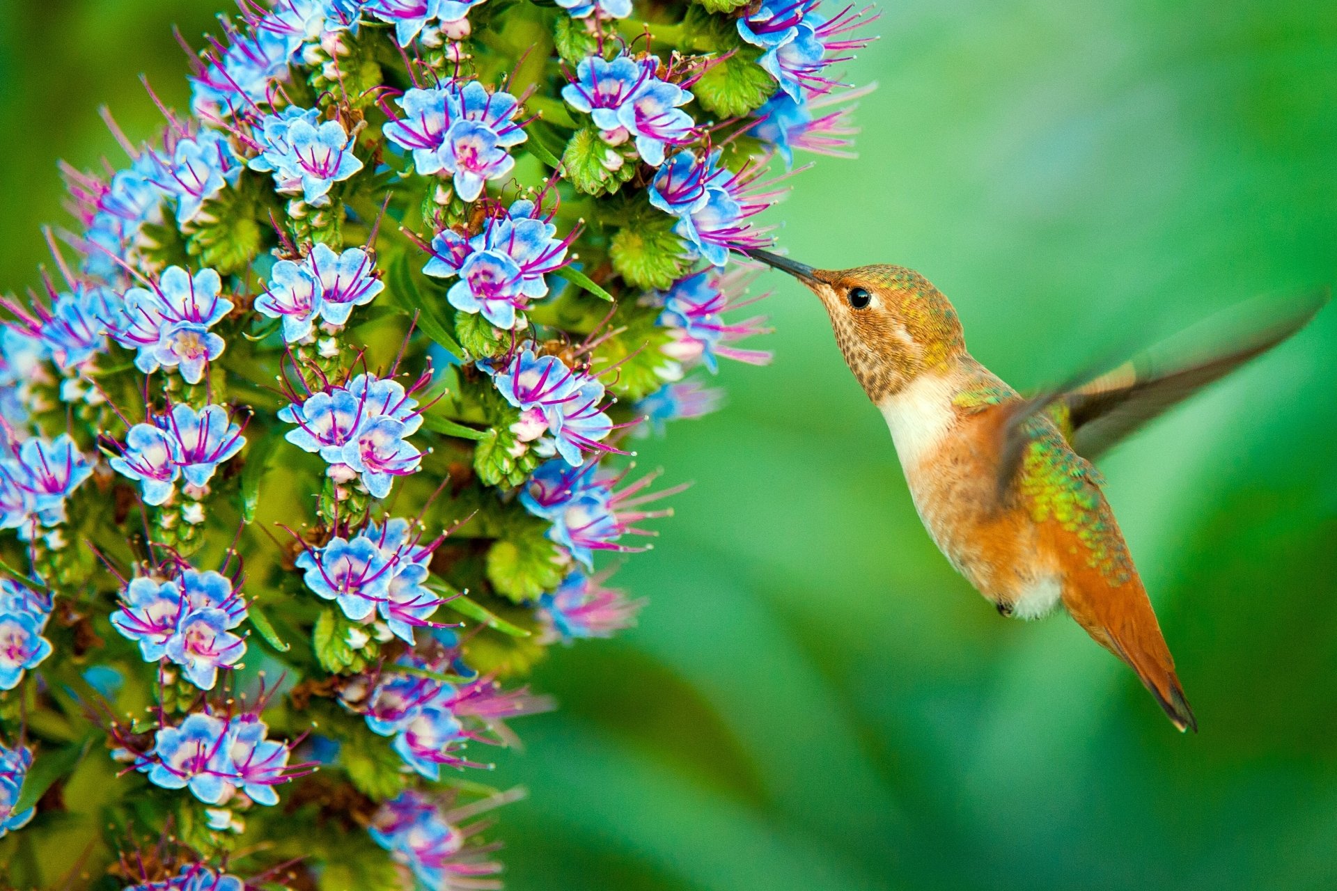 Colibri Wallpaper