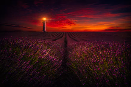 A vibrant landscape features a lighthouse standing tall amidst a field of blooming lavender flowers, framed by a stunning sunset sky, creating a captivating HD wallpaper.