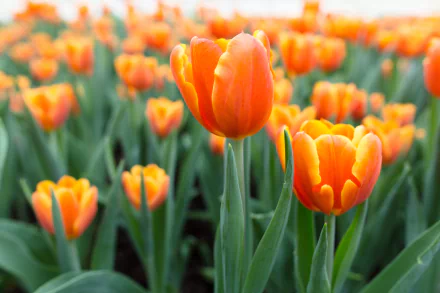 HD desktop wallpaper of a field of vibrant orange tulip flowers in nature, close-up of blooming blooms and green stems forming a bright floral background.