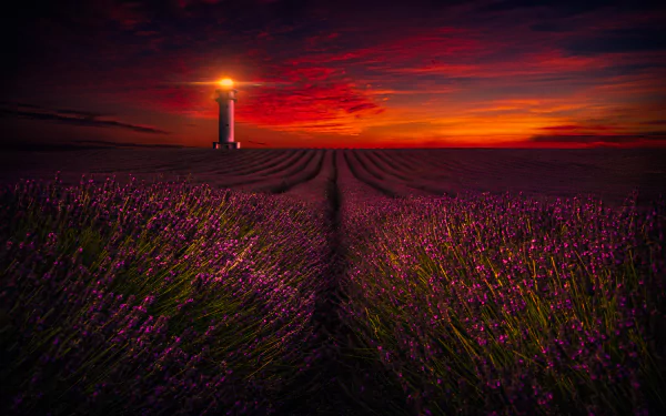 A vibrant landscape features a lighthouse standing tall amidst a field of blooming lavender flowers, framed by a stunning sunset sky, creating a captivating HD wallpaper.