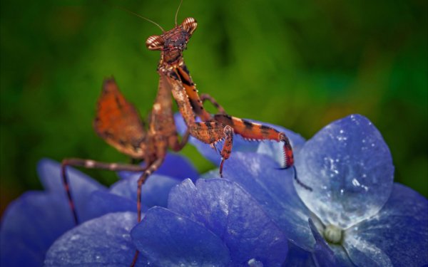 Animal Praying Mantis Insects Insect Blue Flower HD Wallpaper | Background Image