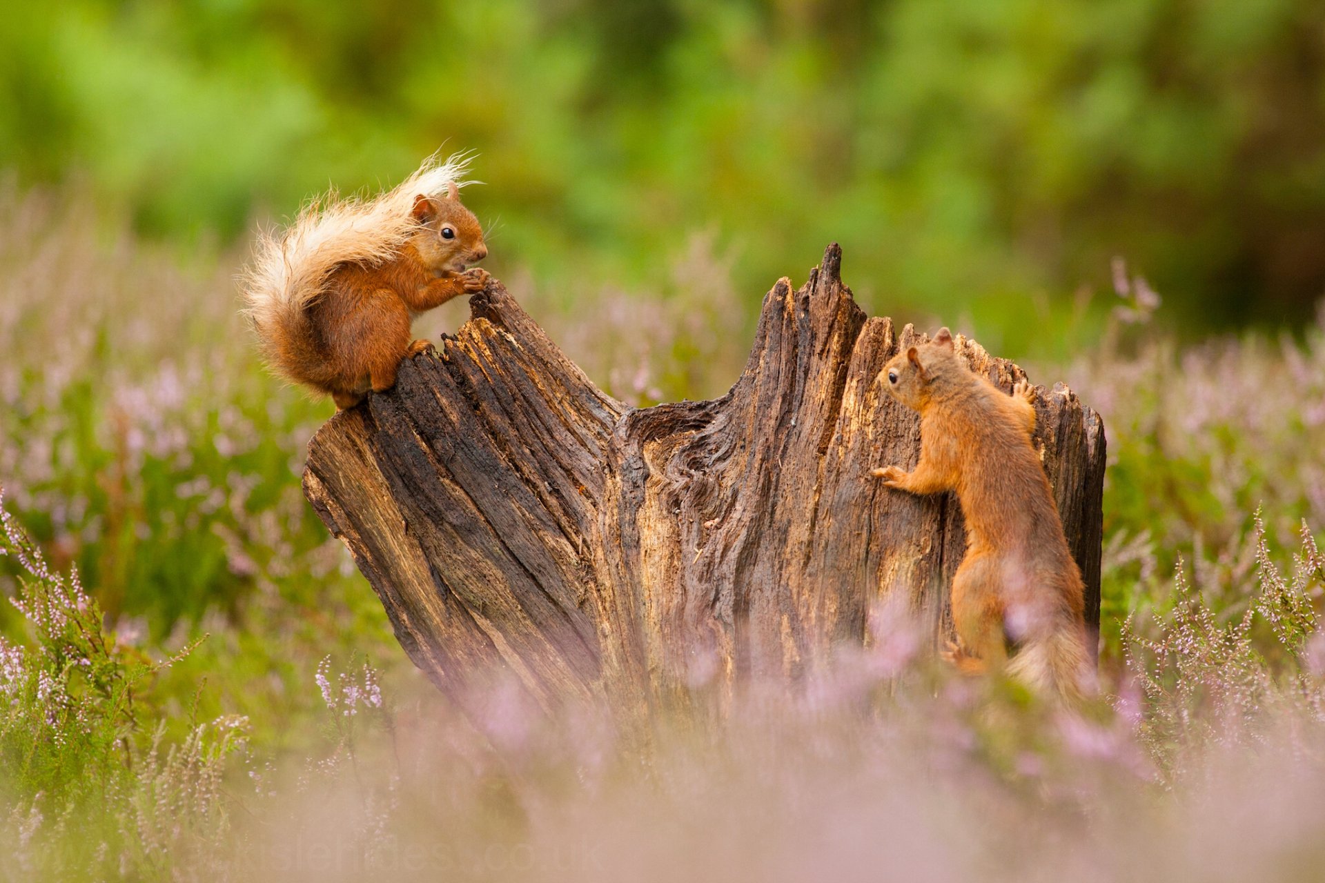 Two squirrels interact on and near a tree stump surrounded by soft-focus greenery and wildflowers in this HD desktop wallpaper featuring rodents in their natural habitat.