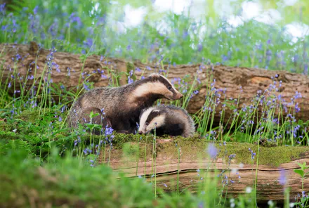 HD desktop wallpaper showing a badger with its young among green moss and blurred purple flowers in a natural forest setting.