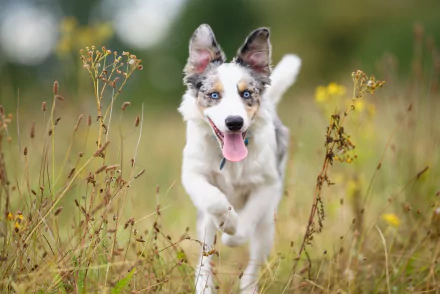dog Animal border collie HD Desktop Wallpaper | Background Image