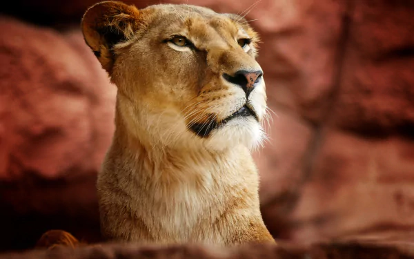 HD desktop wallpaper of a lioness with a focused gaze, highlighting the detailed muzzle against a blurred natural background.