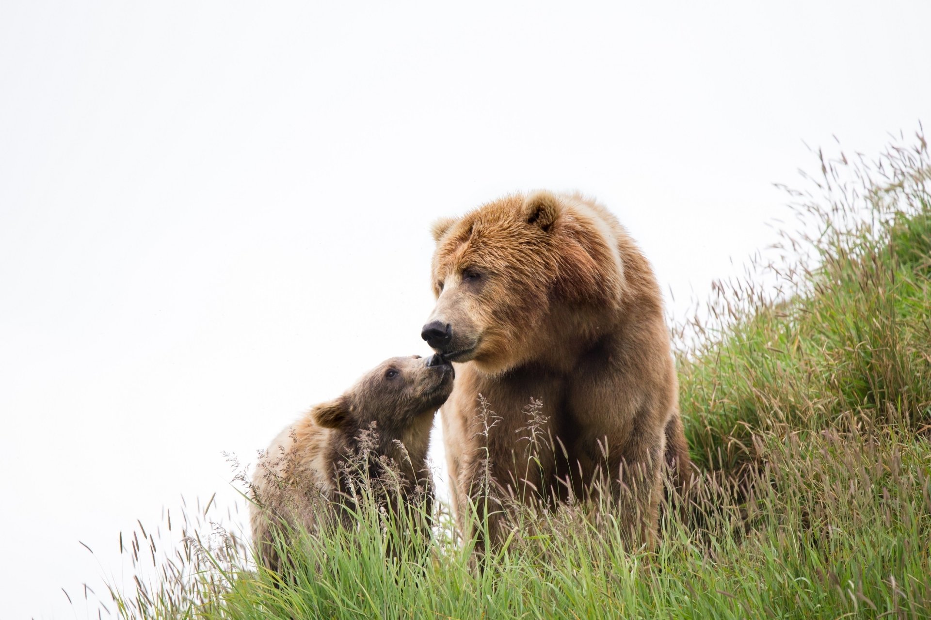 HD PC desktop wallpaper of a Kodiak bear and her cub on a grassy hillside — baby animal cub nuzzling adult bear; cub, baby animal, kodiak bear, animal, bear