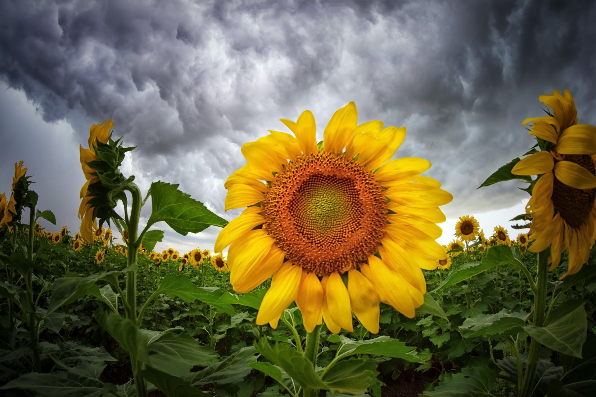 Download Flower Yellow Flower Nature Sunflower 4k Ultra HD Wallpaper