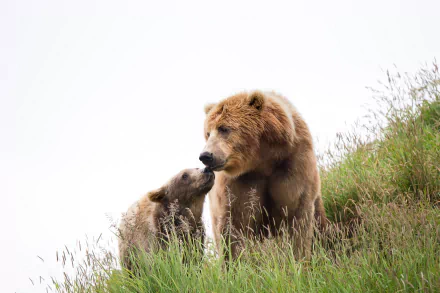 HD PC desktop wallpaper of a Kodiak bear and her cub on a grassy hillside — baby animal cub nuzzling adult bear; cub, baby animal, kodiak bear, animal, bear