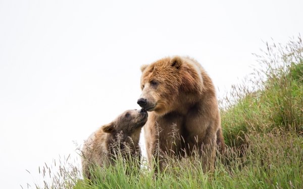Animal Bear Bears Kodiak Bear Baby Animal Cub HD Wallpaper | Background Image