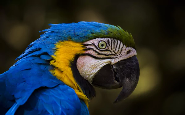 Close-up of a vibrant blue-and-yellow macaw against a dark blurred background, captured in stunning 4K Ultra HD for PC desktop wallpaper.