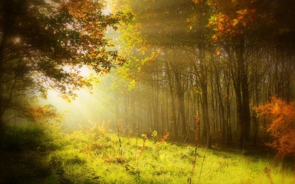 Tierra/Naturaleza Rayo de sol Sunshine Otoño Árbol Hierba Naturaleza Bosque Fondo de pantalla HD | Fondo de Escritorio