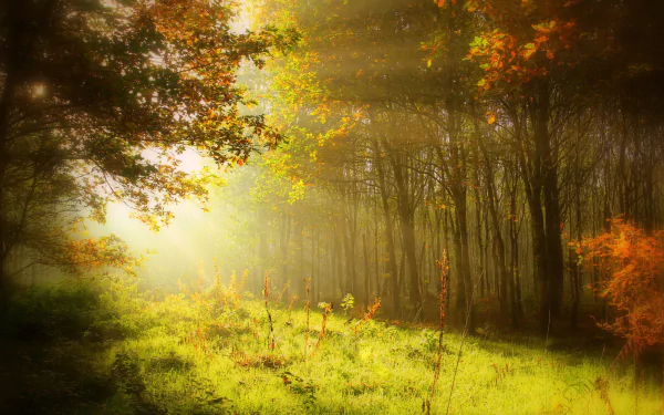 A serene forest scene bathed in warm sunshine and sunbeams, featuring lush grass and vibrant fall foliage, creating an enchanting nature backdrop for any desktop.
