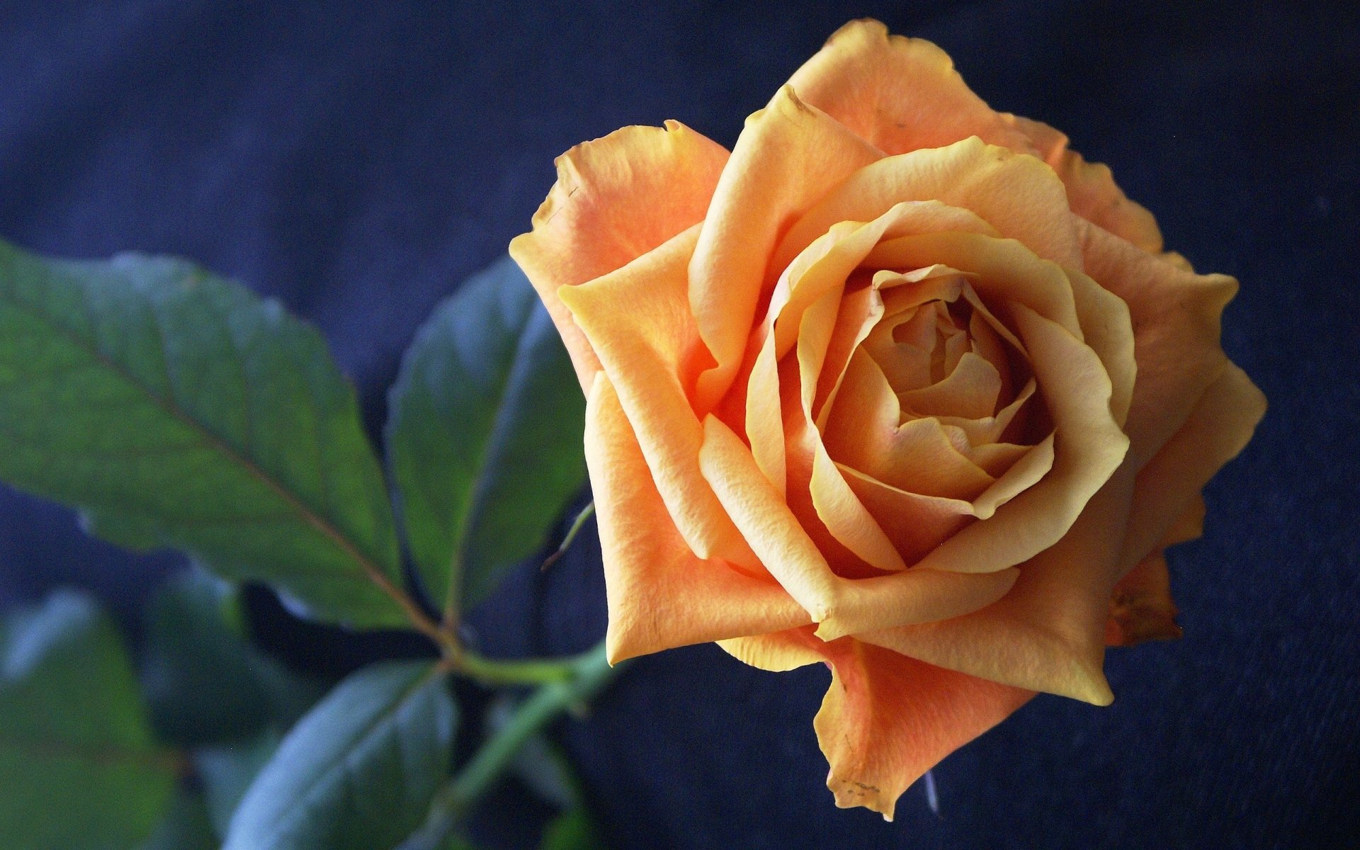 Close-up of an orange rose with green leaves on a dark backdrop — nature-themed 2K Quad HD PC desktop wallpaper and background.