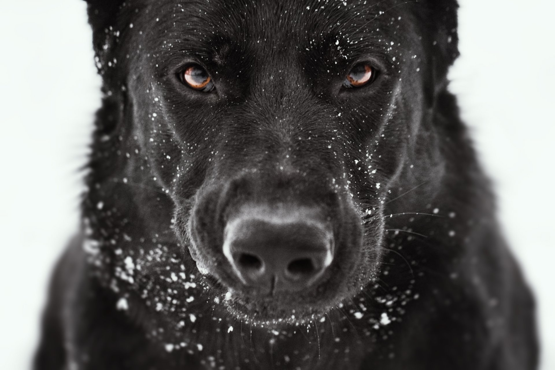 Close-up HD wallpaper of a black German Shepherd wearing a muzzle, with snowflakes on its fur, set against a bright, blurred background.