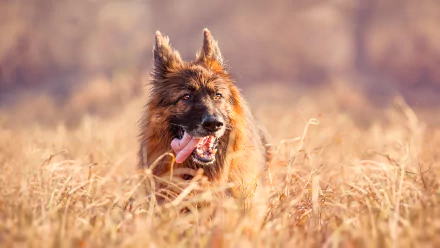HD desktop wallpaper featuring a German Shepherd dog with its tongue out, standing in a field of tall dry grass under soft natural light.