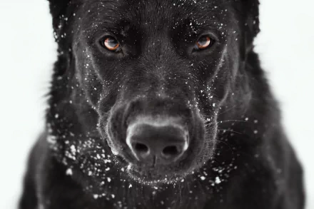 Close-up HD wallpaper of a black German Shepherd wearing a muzzle, with snowflakes on its fur, set against a bright, blurred background.