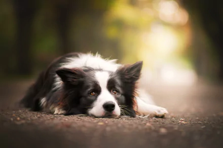 Resting Border Collie lying on a forest path, captured in a serene HD desktop wallpaper background.
