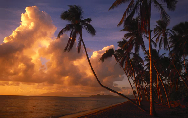 4K Ultra HD nature beach scene at sunset featuring silhouetted palm trees against vibrant orange clouds over calm ocean waters, designed as a PC desktop wallpaper.