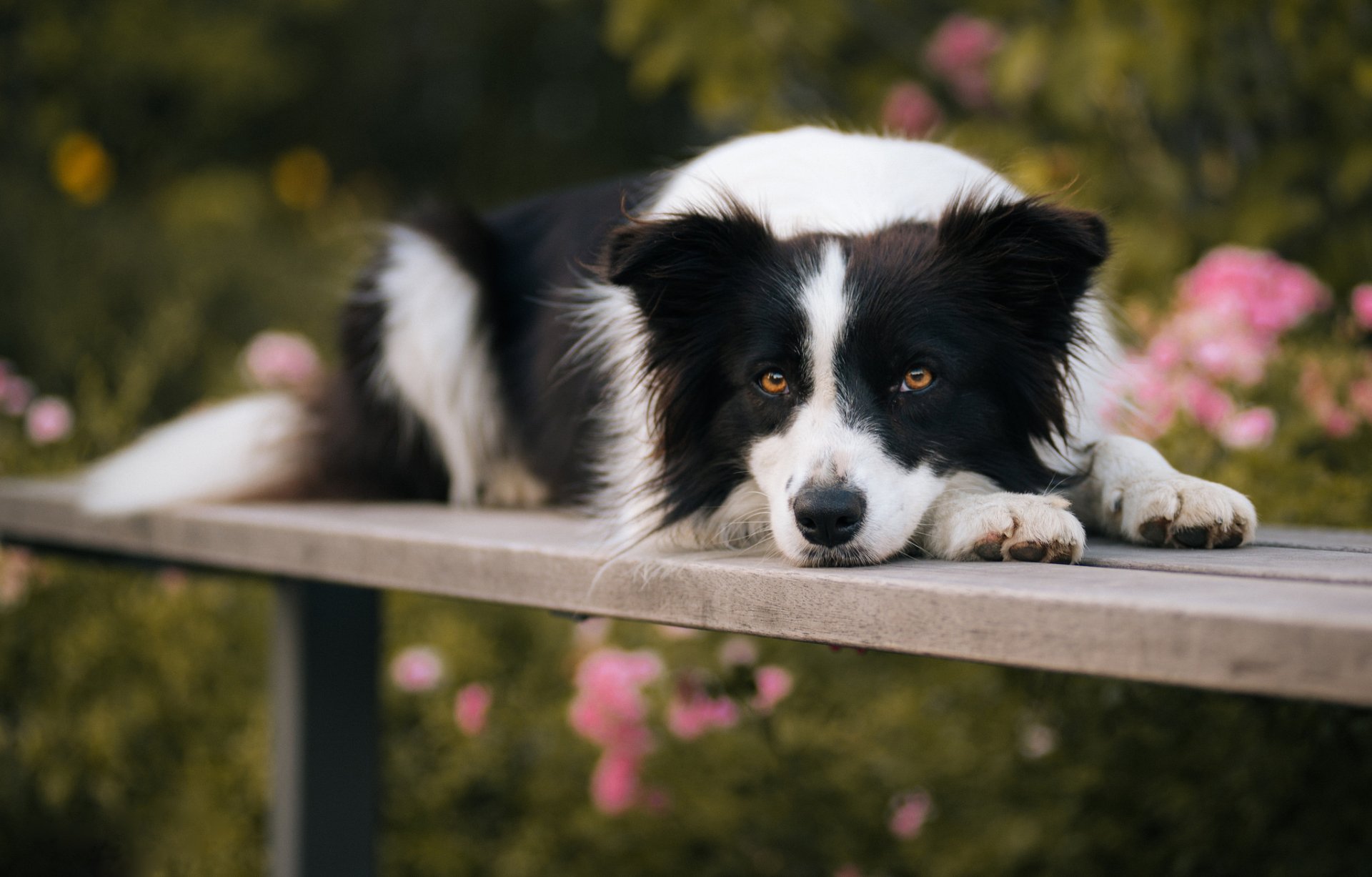 Download Blur Resting Dog Animal Border Collie HD Wallpaper