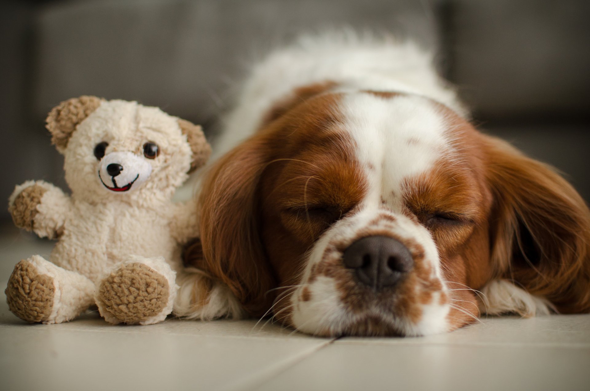 A King Charles Spaniel sleeping peacefully next to a smiling stuffed animal dog on a smooth surface.