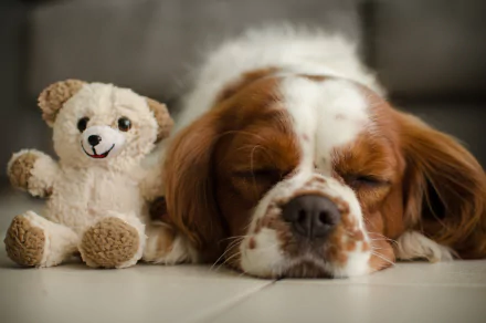 A King Charles Spaniel sleeping peacefully next to a smiling stuffed animal dog on a smooth surface.