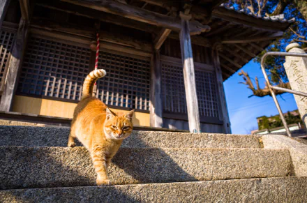 sunny Animal cat HD Desktop Wallpaper | Background Image
