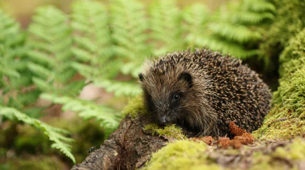 Animal hedgehog HD Desktop Wallpaper | Background Image
