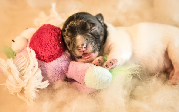 cute stuffed animal baby animal sleeping puppy Animal jack russell terrier HD Desktop Wallpaper | Background Image