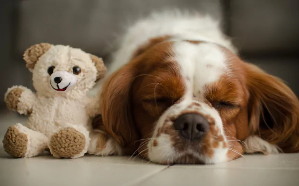 A King Charles Spaniel sleeping peacefully next to a smiling stuffed animal dog on a smooth surface.