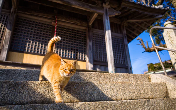 sunny Animal cat HD Desktop Wallpaper | Background Image