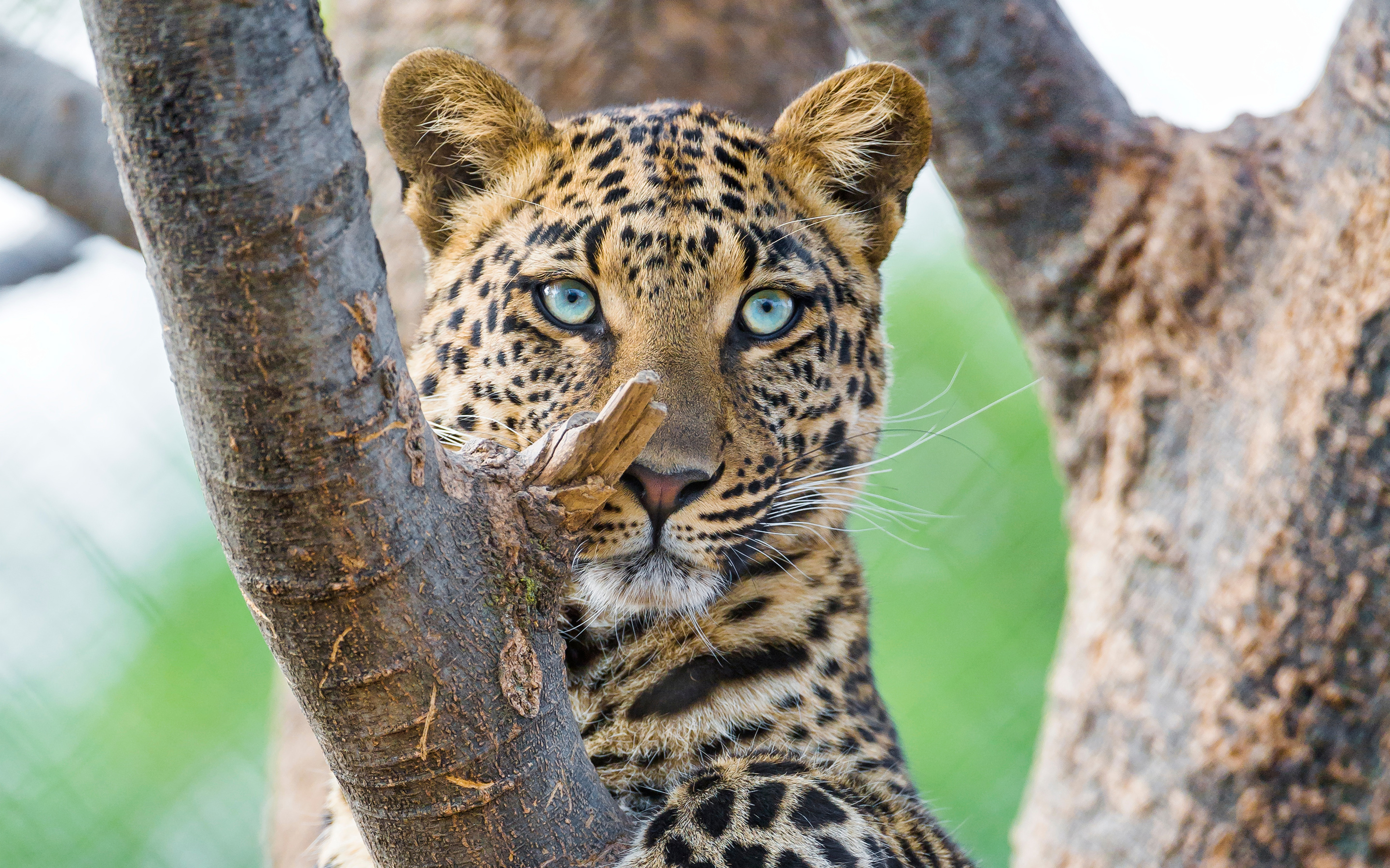 Beautiful Leopard HD Wallpaper | Background Image | 2880x1800 | ID