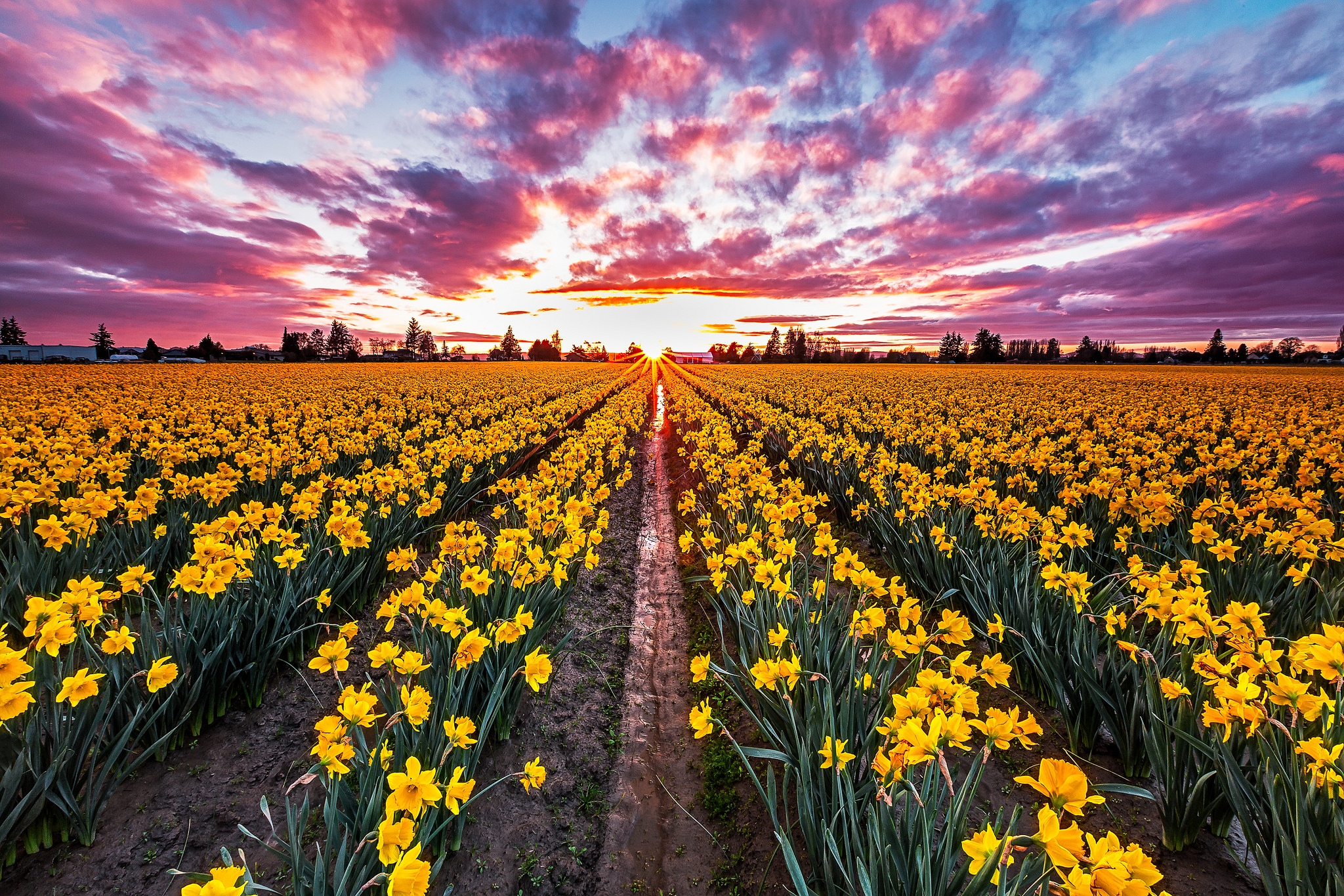Nature Daffodil HD Wallpaper | Background Image
