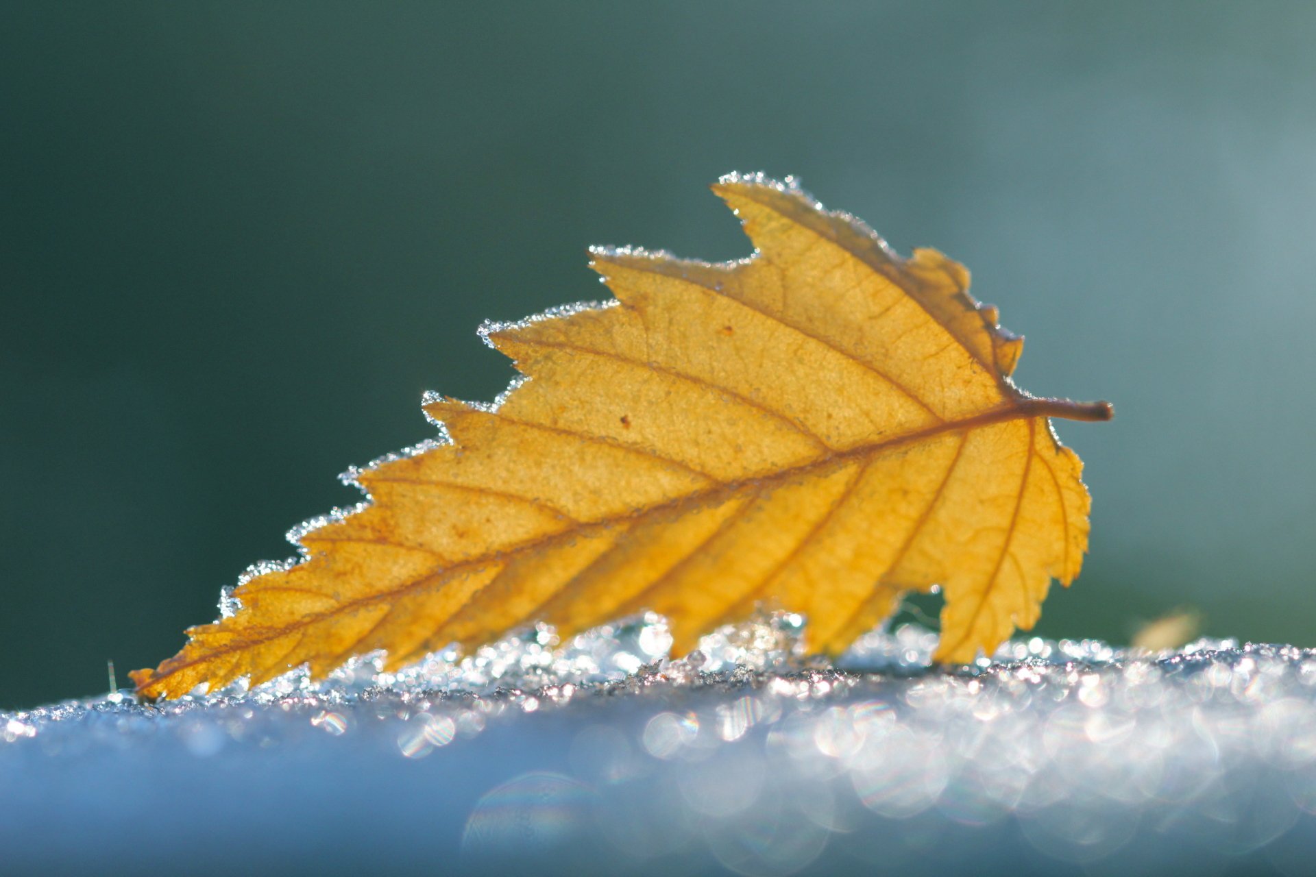 Download Sunny Nature Leaf HD Wallpaper by Janella Sillito