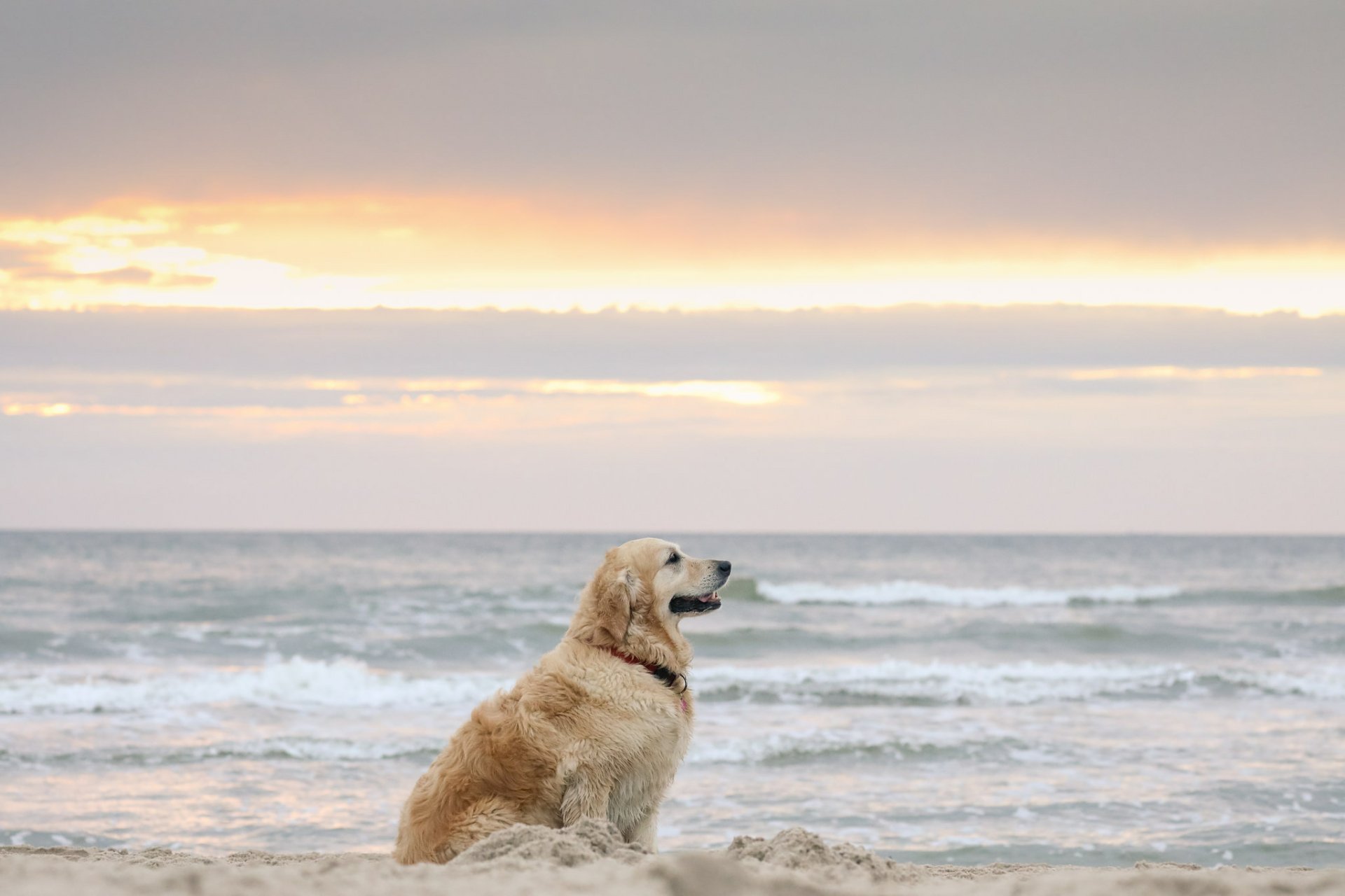 Download Horizon Ocean Beach Sand Dog Animal Golden Retriever HD Wallpaper