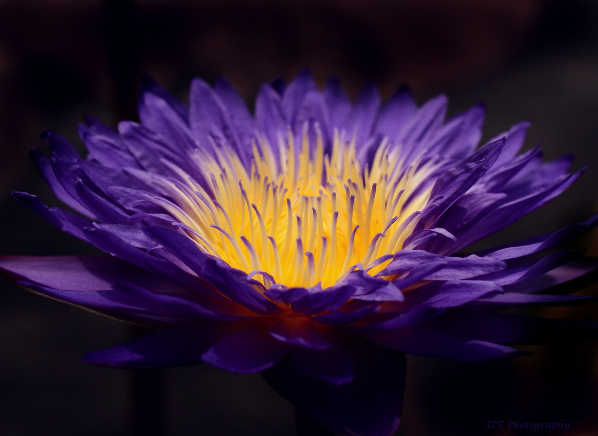 Download Purple Flower Flower Close-up Nature Water Lily HD Wallpaper