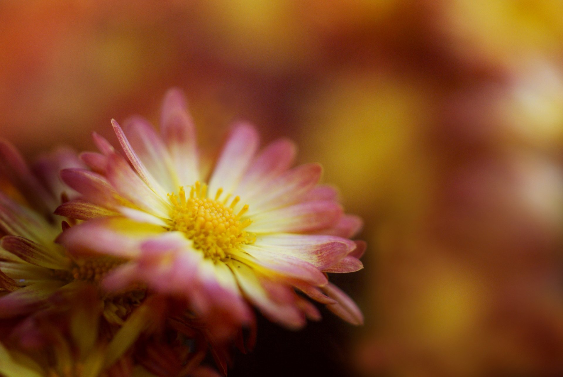 Chrysanthemum HD Wallpaper by Jacob Edmiston