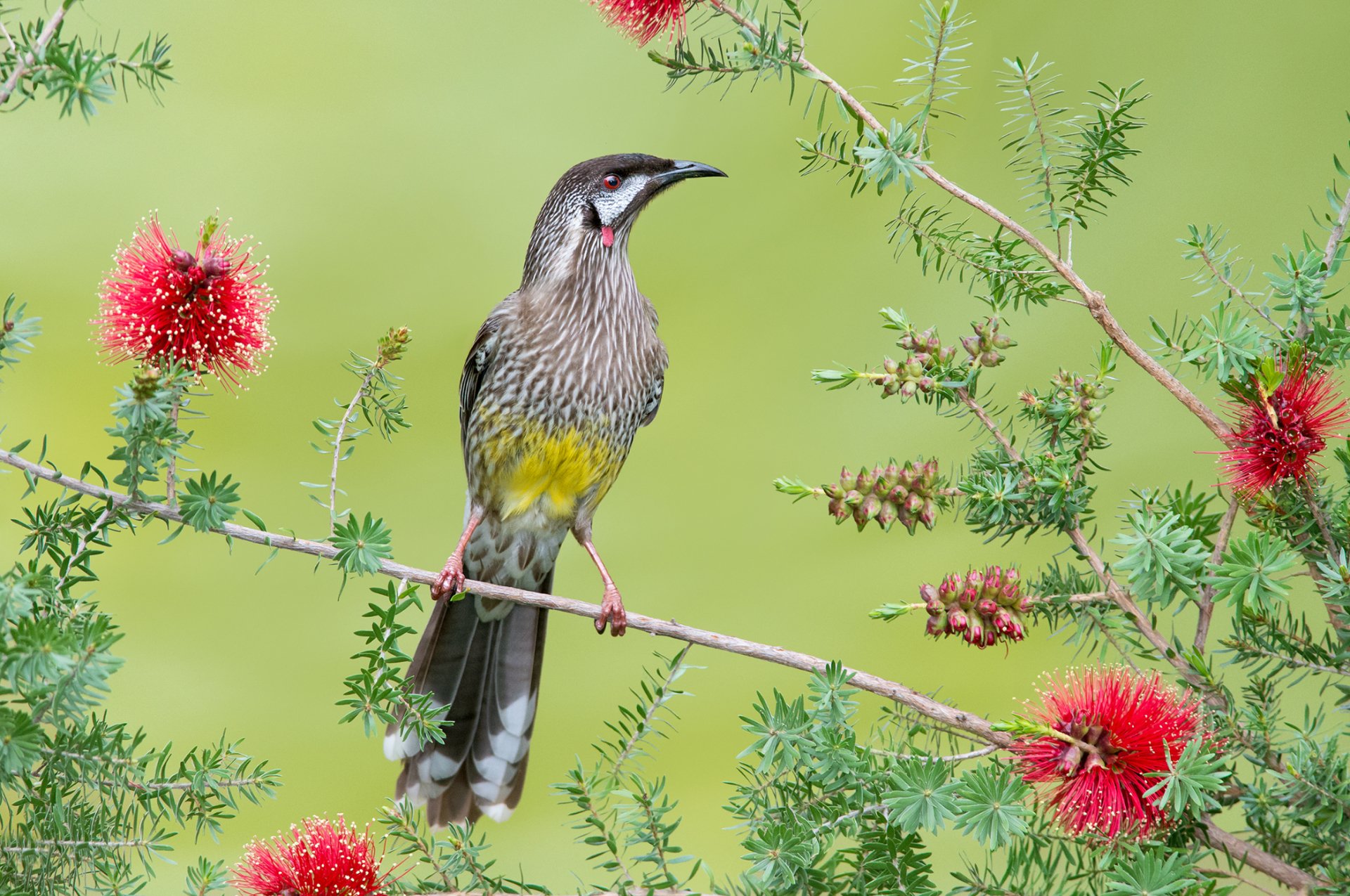 Download Red Wattlebird Flower Branch Animal Wattlebird HD Wallpaper