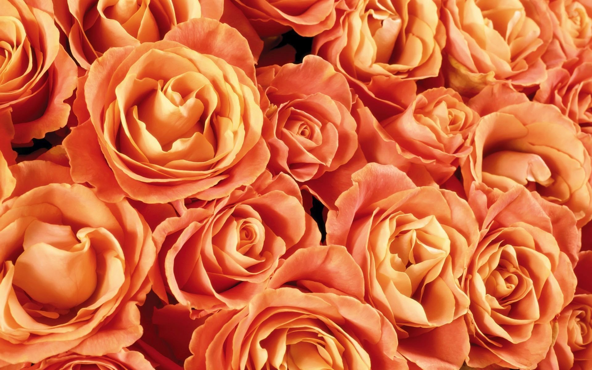 Peach-Colored Roses