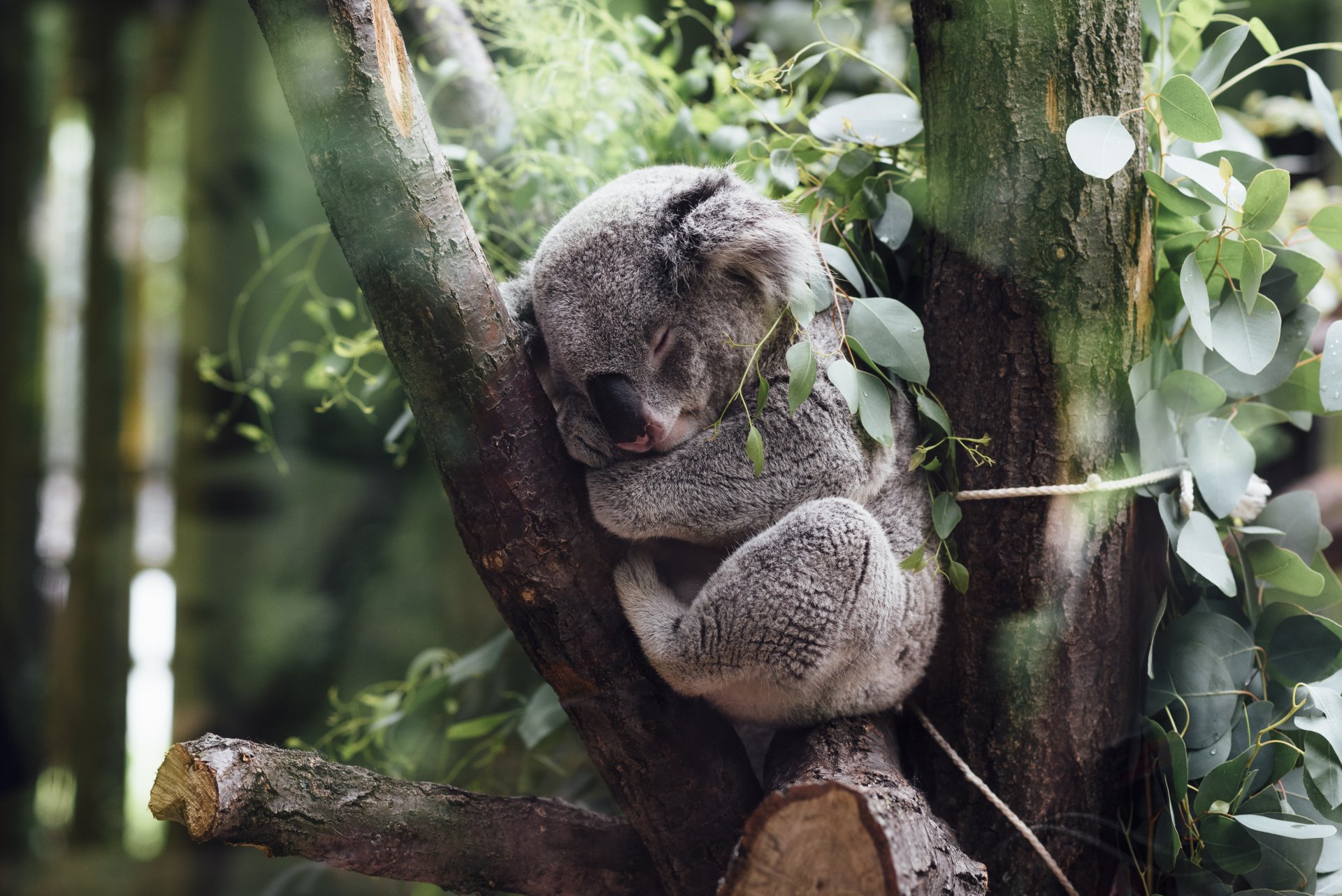 Koala Wallpapers  Top Free Koala Backgrounds  WallpaperAccess