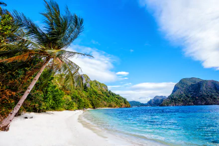 A stunning 4K Ultra HD view of a beach coastline in the Philippines, featuring a leaning palm tree, clear blue waters, and lush green nature under a bright sky.
