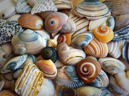 HD PC desktop wallpaper featuring a vibrant assortment of colorful seashells showcasing nature's intricate patterns and textures.