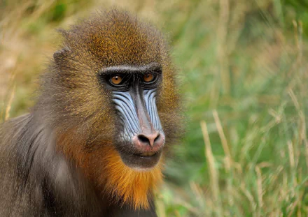 monkey Animal mandrill HD Desktop Wallpaper | Background Image