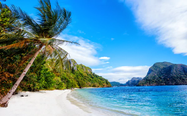 palm tree coastline coast nature Philippines beach HD Desktop Wallpaper | Background Image
