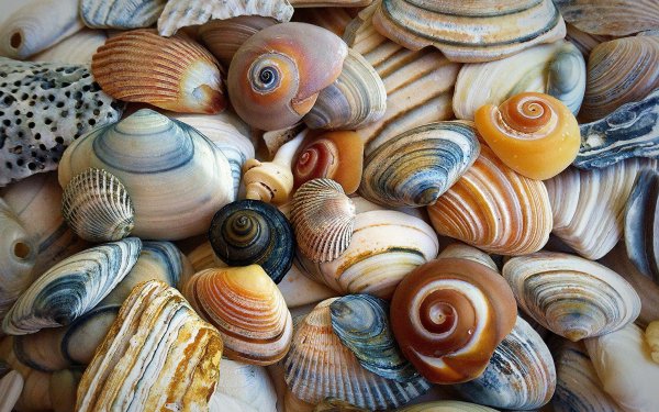 Nature Shell HD Wallpaper | Background Image