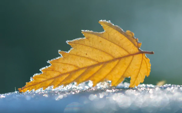 sunny nature leaf HD Desktop Wallpaper | Background Image