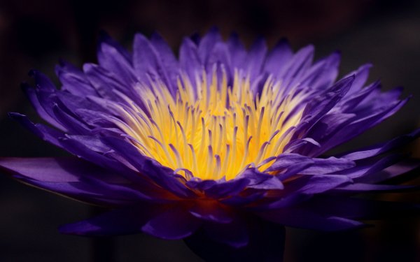 Earth Water Lily Flowers Close-Up Flower Purple Flower HD Wallpaper | Background Image