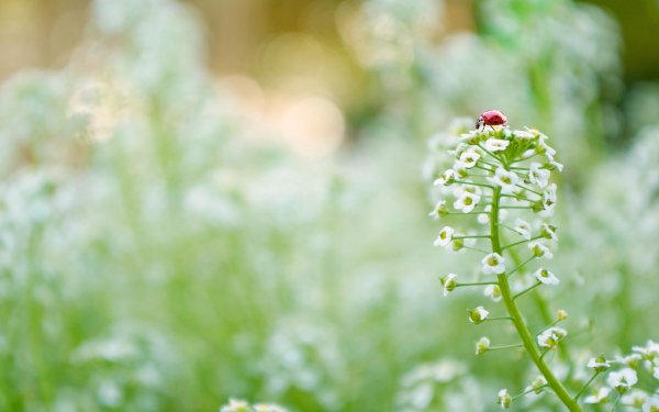 Animal Ladybug Insect Bokeh Nature White Flower Flower HD Wallpaper | Background Image