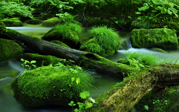 A vibrant 4K Ultra HD wallpaper featuring a moss-covered log and rocks beside a gently flowing green stream in a lush natural setting.